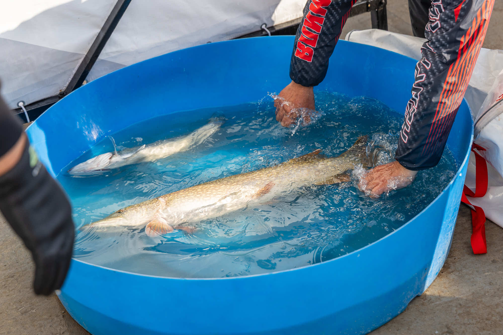 Осенний этап 2025 - Процедура взвешивания III тура